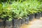 Macadamia tree in black plastic bag in plant nursery at macadamia nuts farm agriculture