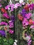 Macao Lou Kau Garden Lou Lim Ieoc Spring Flower Arrangement Arts Orchids Blossom Floral Display Craftsmanship Pink Magenta Scent 