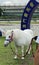 Macao Ready Go Local Tour Taipa Macau Jockey Club Miniature Horse Dwarf Pony White Horse Racing Track Stable Touring Recreation