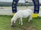 Macao Ready Go Local Tour Taipa Macau Jockey Club Miniature Horse Dwarf Pony White Horse Racing Track Stable Touring Recreation