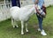 Macao Ready Go Local Tour Taipa Macau Jockey Club Miniature Horse Dwarf Pony White Horse Racing Track Stable Touring Recreation