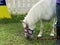 Macao Ready Go Local Tour Taipa Macau Jockey Club Miniature Horse Dwarf Pony White Horse Racing Track Stable Touring Recreation