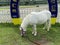 Macao Ready Go Local Tour Taipa Macau Jockey Club Miniature Horse Dwarf Pony White Horse Racing Track Stable Touring Recreation