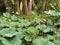 Macao Taipa Ecology Trail Wetlands Lake Garden Outdoor Macau Lotus Pond Flower Bloom Blossom Seeds Pods Red Hot Pink Petals