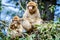 Macaque apes family living in cedar woods near Azrou in Morocco