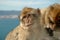 Macaque Apes grooming on the Rock of Gibraltar