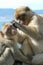 Macaque Apes grooming on the Rock of Gibraltar