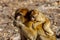 Macaque Apes Living In The Cedar Woods Near Azrou, Morocco, Africa