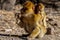 Macaque Apes Living In The Cedar Woods Near Azrou, Morocco, Africa