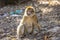 Macaque Apes Living In The Cedar Woods Near Azrou, Morocco, Africa