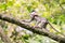 Macaque baby in movement