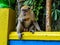 Macaque in Batu Caves, Malaysia