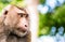 Macaque Crab-eating, Macaca fascicularis, portrait of wild monkey Thailand looking to the left on the right with copy spase on a b