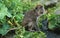 MACAQUE CRABIER macaca fascicularis