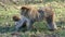 Macaque eating