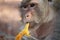 Macaque eating a fresh mango