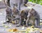 Macaque Eating in the Monkey Forest, Ubud Bali