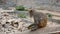 Macaque eats guava on stone fence, India