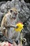 Macaque exploring a hindu flower