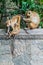 Macaque family near Dambulla cave temple, Sri Lan