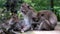 The macaque family sits and rests. The female combs the fur of her husband and searches for parasites.