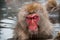 A macaque in a hot spring Nagano Prefecture, Japan