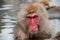 A macaque in a hot spring Nagano Prefecture, Japan