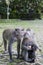 Macaque kissing in green Ubud Monkey Forest, Bali, Indonesia