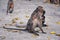 Macaque long tailed monkey, close-up portrait sitting in Phuket town along the river. Of the genus Macaca, constitute a genus of g