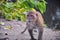 Macaque long tailed monkey, close-up portrait sitting in Phuket town along the river. Of the genus Macaca, constitute a genus of g