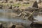 Macaque (Macaca fascicularis) jumping from rock to rock