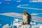 Macaque monkey above Gibraltar city