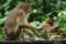 Macaque monkey with baby,borneo, asia