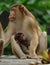 Macaque monkey with baby feeding,borneo,asia