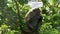 a macaque monkey chews on visitors pair of glasses at uluwatu temple