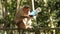 A macaque monkey drinking soda