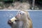 Macaque Monkey eating banana, portrait, Thailand