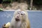 Macaque Monkey eating banana, portrait, Thailand