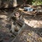 Macaque monkey eating greens in the cage