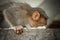 Macaque Monkey eating white Boiled Rice