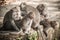 Macaque monkey family grooming and relaxing in secret monkey for