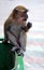 Macaque monkey on garbage bin