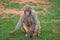 Macaque monkey on a green lawn feeds its young with breast milk