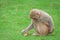 Macaque monkey on a green lawn found a flower and is going to pick it up