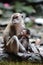 Macaque monkey nursing young