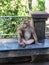 Macaque Monkey from Phuket in Thailand