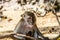 Macaque monkey plays on the nature