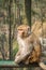 Macaque monkey portrait - lonely 2