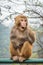 Macaque monkey portrait - surprise