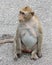 macaque monkey portrait , which name is long tailed, crab-eating or cynomolgus macaque monkey